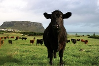 Organic Meat Online